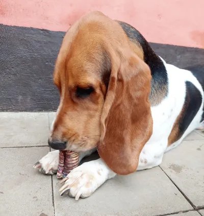 Basset Hound masticando premio natural sobre piso de cerámica, snack saludable para mascotas en casa.