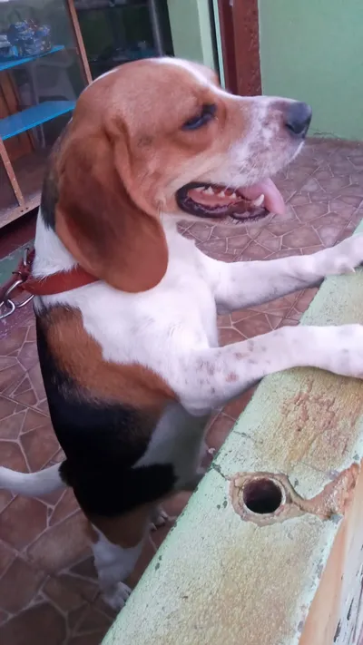 Beagle con collar rojo apoyado sobre superficie verde en interior doméstico, postura alerta y curiosa.