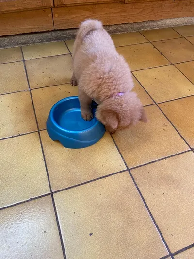 Cachorro de pelaje claro comiendo en plato azul sobre piso de cerámica, rutina saludable para mascotas.