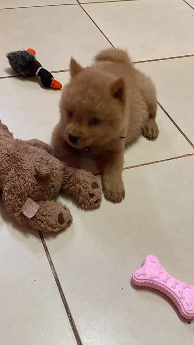 Cachorro de pelaje claro jugando con juguetes en piso de cerámica, momento tierno de mascota en casa.