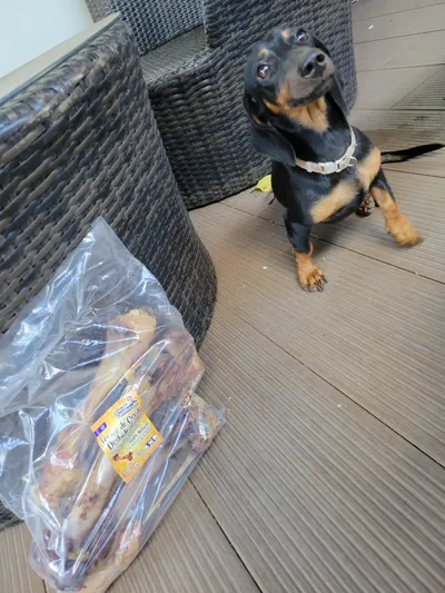 Dachshund negro y canela junto a paquete de hueso de cerdo 100% natural en terraza doméstica.