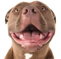 Primer plano de perro marrón con expresión sonriente y fondo transparente, transmitiendo alegría y simpatía.