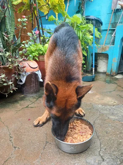 Pastor alemán comiendo mezcla de alimento seco y húmedo en patio doméstico rodeado de plantas.
