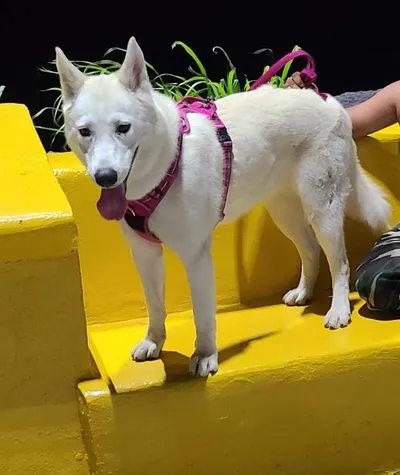 Perro blanco con arnés rosa sobre estructura amarilla, paseo nocturno con mascota en espacio urbano.