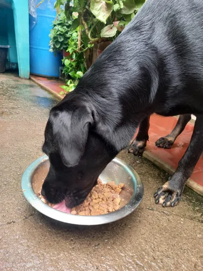 Perro negro comiendo mezcla de alimento seco y húmedo en patio con plantas, rutina saludable para mascotas.