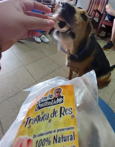 Perro recibiendo tráquea de res natural como premio, snack sin saborizantes ni preservantes para mascotas.