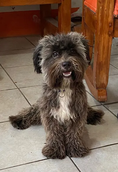 Perro pequeño de pelaje rizado sentado en comedor con postura divertida, mascota en ambiente hogareño.